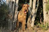 AIREDALE TERRIER 044